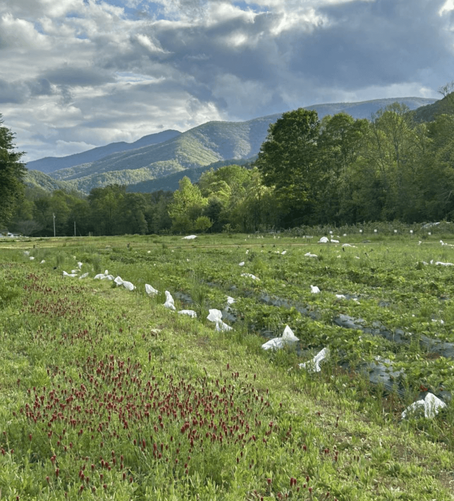 views from the ten acre garden of mountains and farm fields, the backdrop of their small business