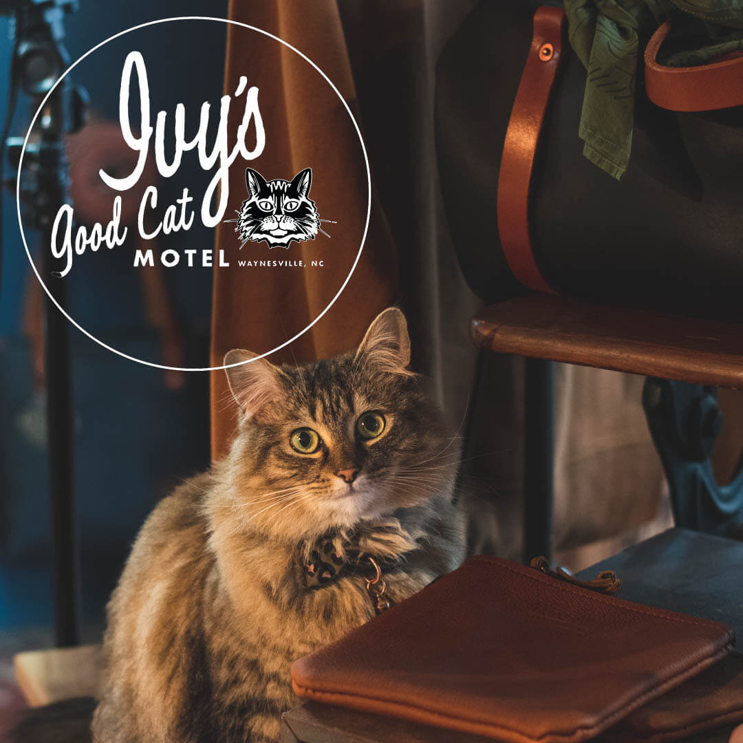 ivy shop cat of axe and awl leather works sits inside the leather shop with a bowtie