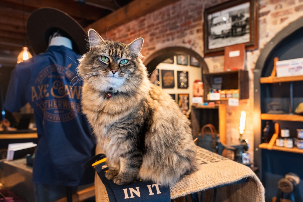 Ivy the Shop Cat