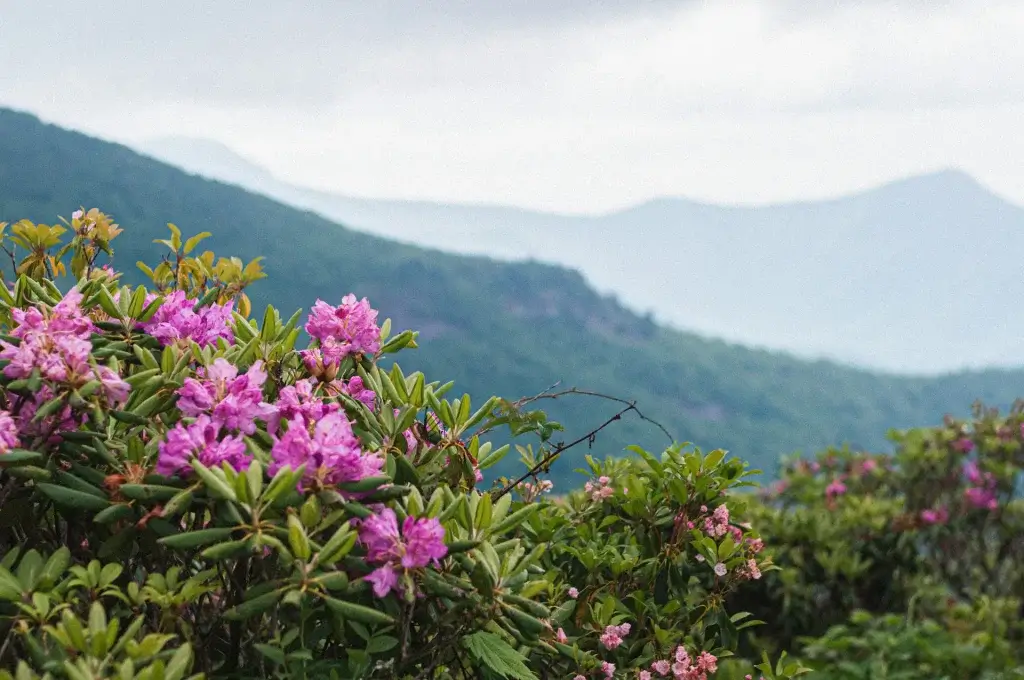 Spring Events in WNC