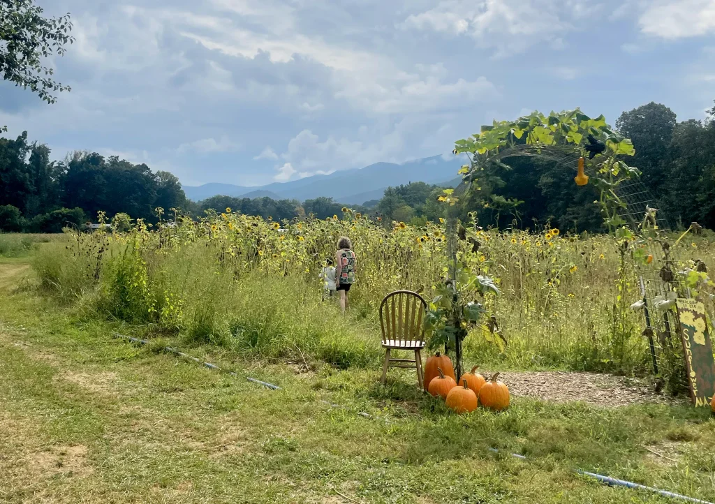 10 acre gardens sun flower field with pumpkins and blue ridge mountains in the background